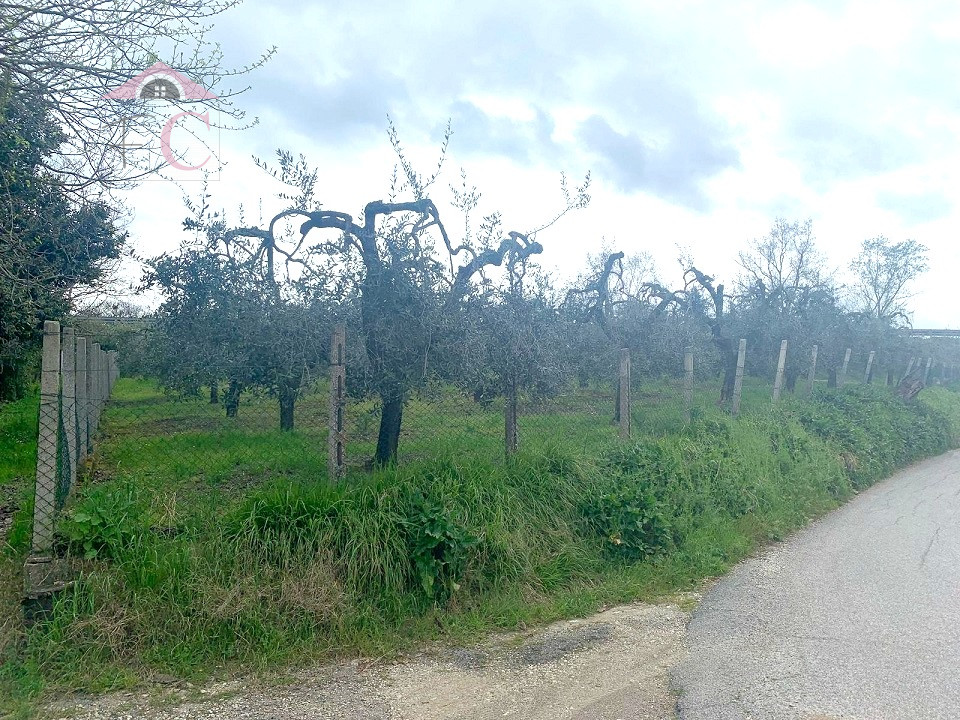NARNI SCALO TERRENO RECINTATO CON ULIVI  11.png